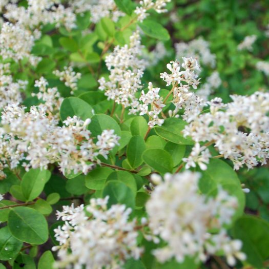 Ligustrum vulgare